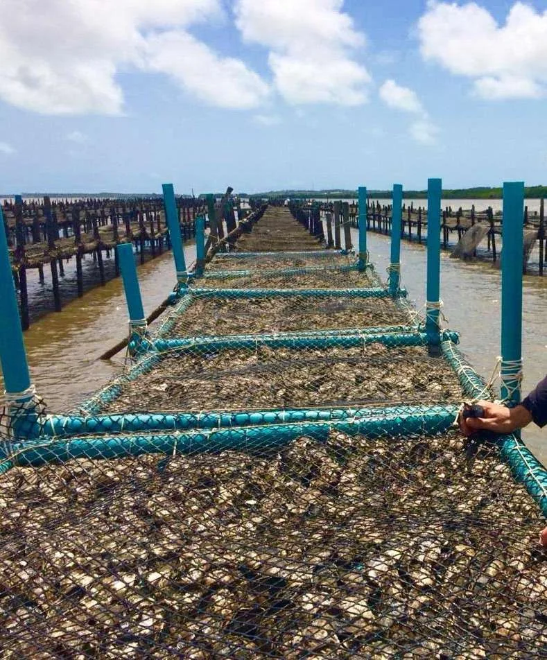 Estruturas de cultivo da Fazenda Laguna